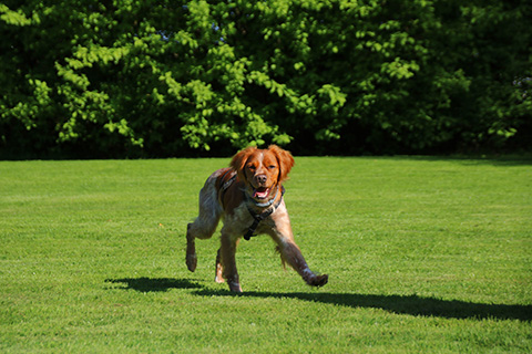 Hundewiese Eickhorst