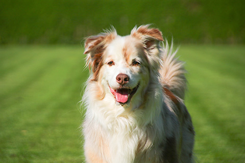 Hundewiese Eickhorst
