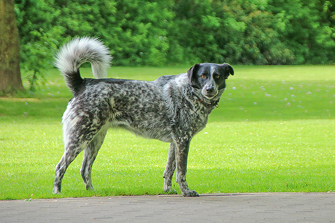 Hundewiese Eickhorst