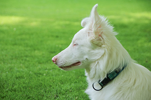 Hundewiese Eickhorst