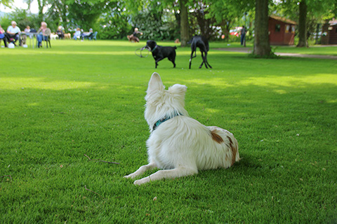 Hundewiese Eickhorst
