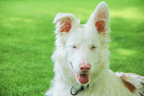 Hundewiese Eickhorst