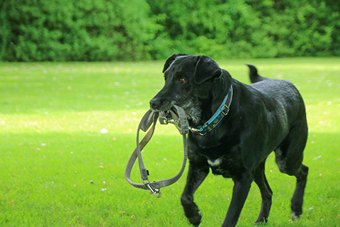 Hundewiese Eickhorst