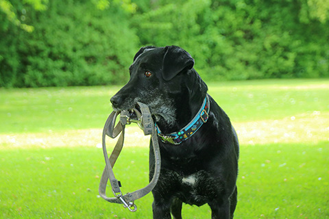 Hundewiese Eickhorst