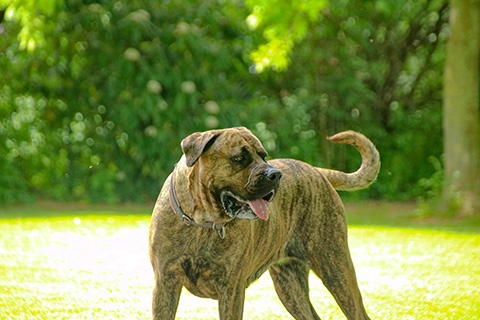 Hundewiese Eickhorst
