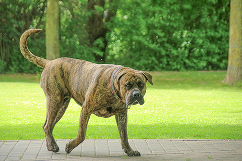 Hundewiese Eickhorst