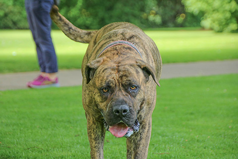 Hundewiese Eickhorst