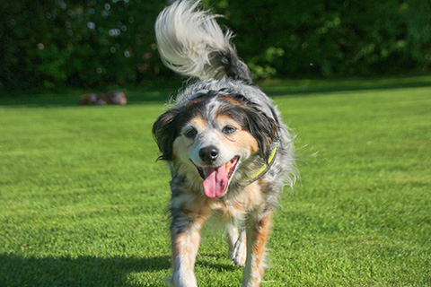Hundewiese Eickhorst