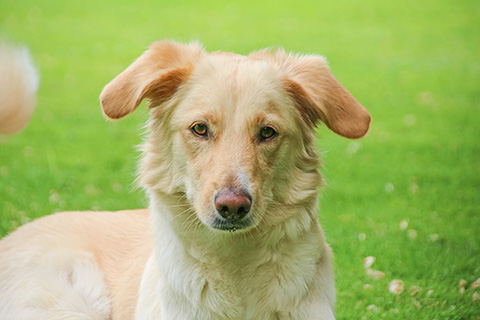 Hundewiese Eickhorst