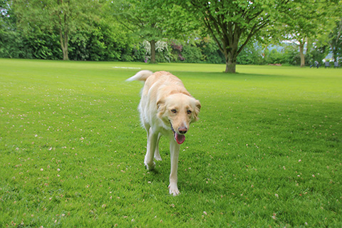 Hundewiese Eickhorst