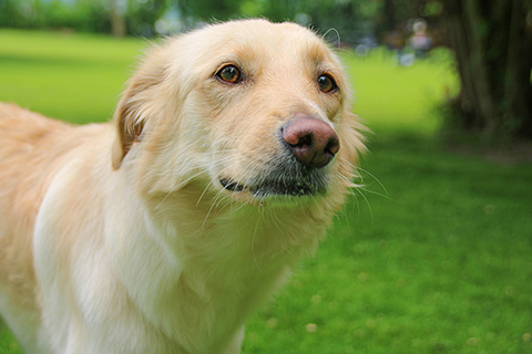 Hundewiese Eickhorst