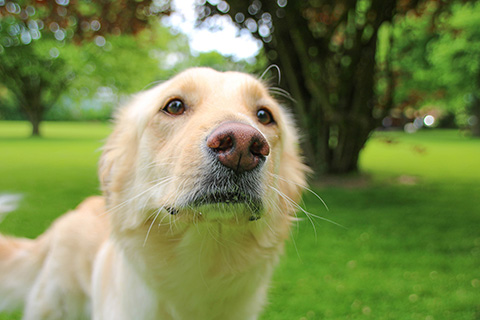 Hundewiese Eickhorst
