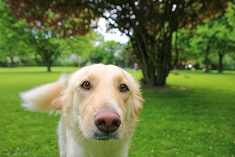 Hundewiese Eickhorst