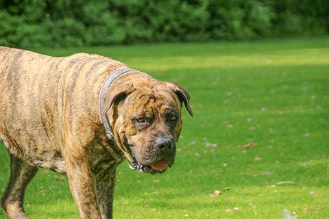 Hundewiese Eickhorst