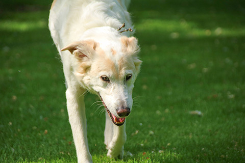Hundewiese Eickhorst