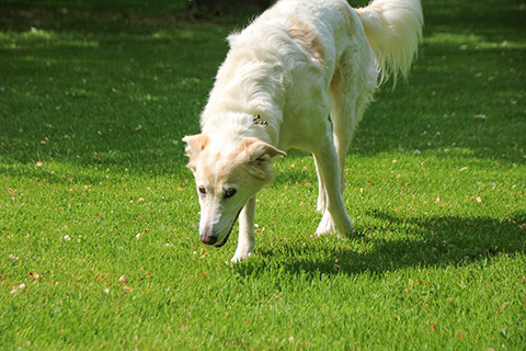 Hundewiese Eickhorst