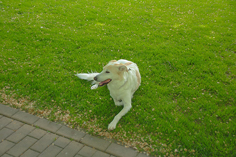Hundewiese Eickhorst