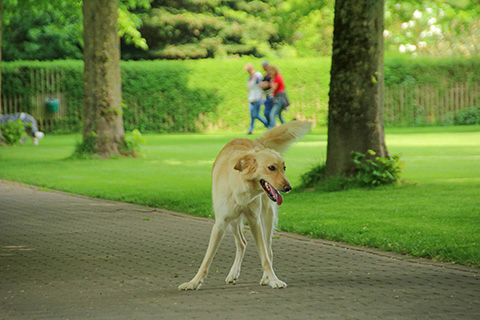 Hundewiese Eickhorst
