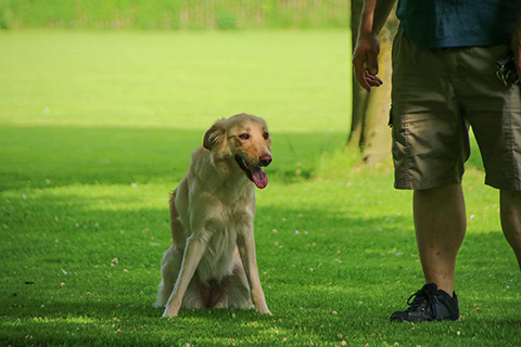 Hundewiese Eickhorst