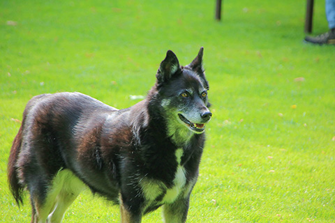 Hundewiese Eickhorst