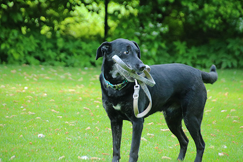 Hundewiese Eickhorst