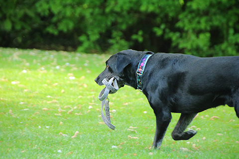 Hundewiese Eickhorst