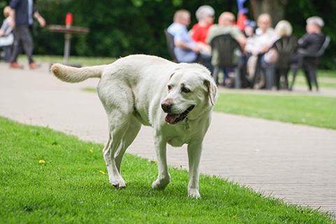 Hundewiese Eickhorst