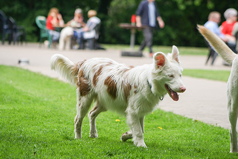 Hundewiese Eickhorst