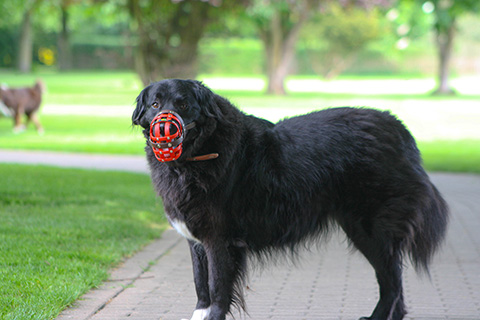 Hundewiese Eickhorst