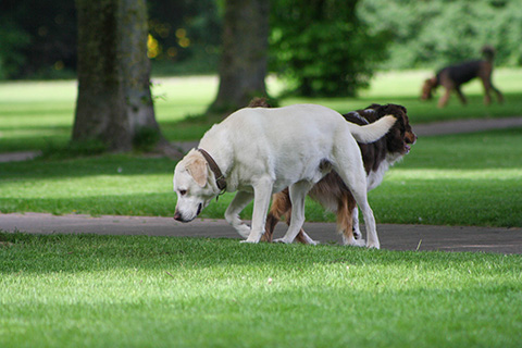 Hundewiese Eickhorst