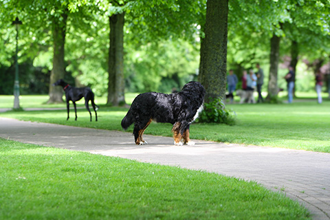 Hundewiese Eickhorst