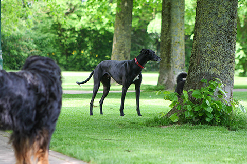 Hundewiese Eickhorst