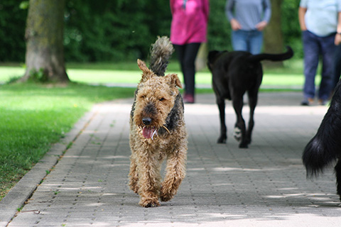 Hundewiese Eickhorst