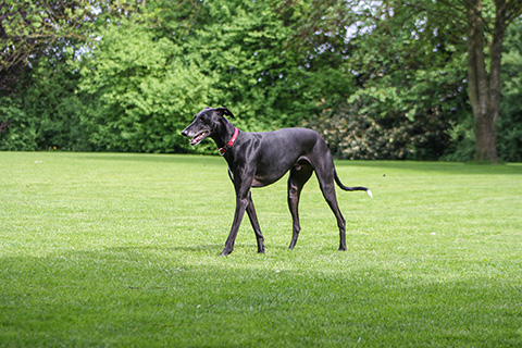 Hundewiese Eickhorst