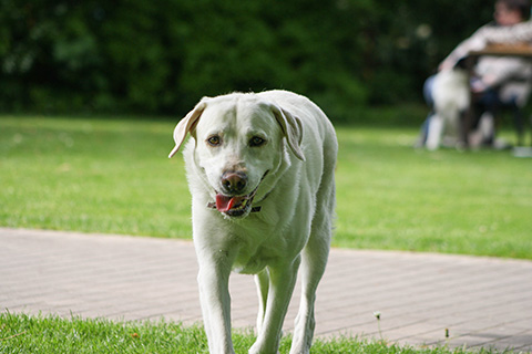Hundewiese Eickhorst