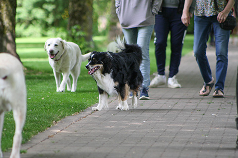 Hundewiese Eickhorst
