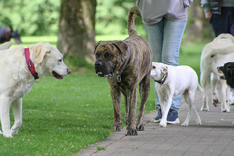 Hundewiese Eickhorst