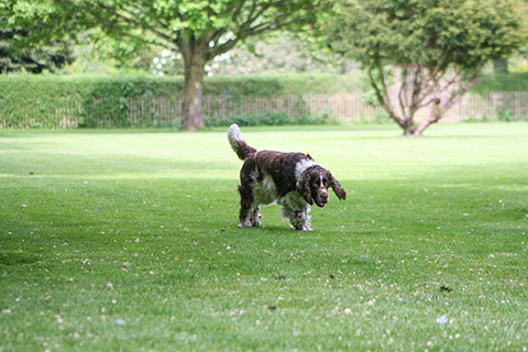 Hundewiese Eickhorst