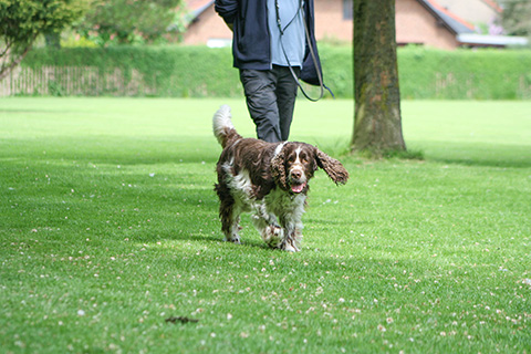 Hundewiese Eickhorst