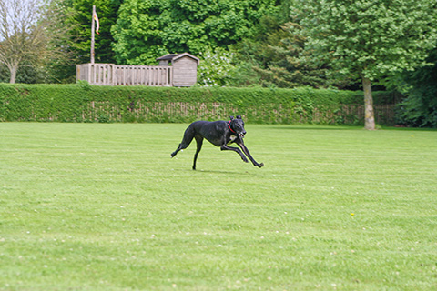 Hundewiese Eickhorst