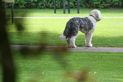 Hundewiese Eickhorst