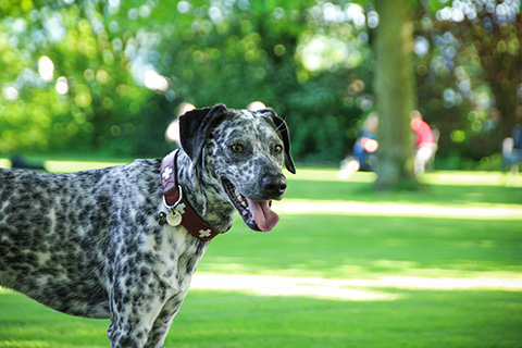Hundewiese Eickhorst