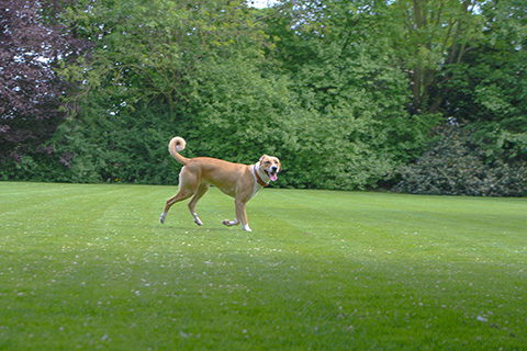 Hundewiese Eickhorst
