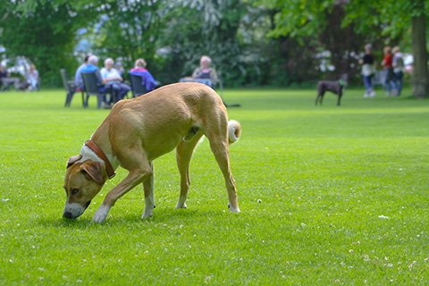 Hundewiese Eickhorst