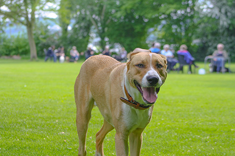 Hundewiese Eickhorst