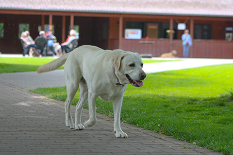 Hundewiese Eickhorst