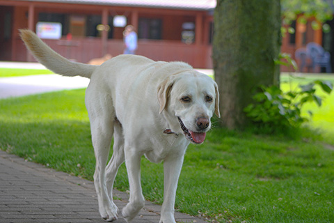Hundewiese Eickhorst