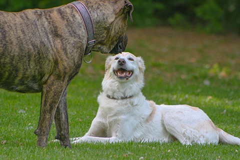 Hundewiese Eickhorst