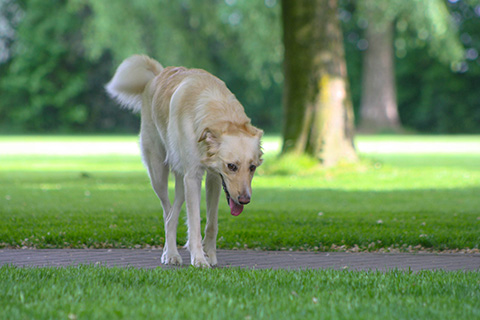 Hundewiese Eickhorst