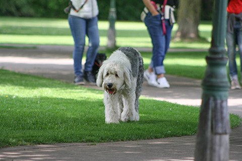 Hundewiese Eickhorst